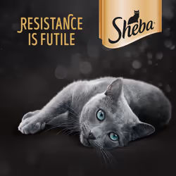 50 x 50g Sheba Fresh & Fine Adult Wet Cat Food Pouches Mixed Poultry in Gravy - Additional view 9