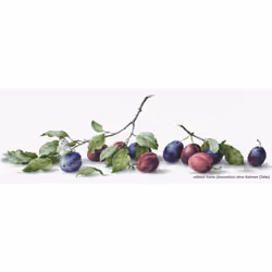 Lucas-S Plums Counted Cross-Stitch Kit
