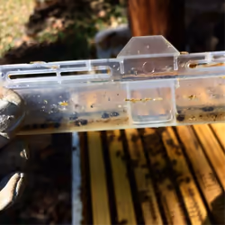 12pcs Hive Beetles Trap, Beetles Beetles Hive Beetles Traps