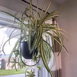2 Pack Hanging with 6 inch Pot Hanging Plant Holder