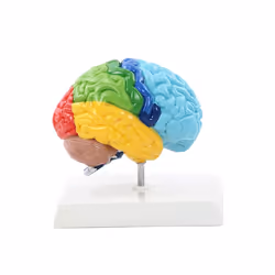 Right Hemisphere of Brain Human Body Model