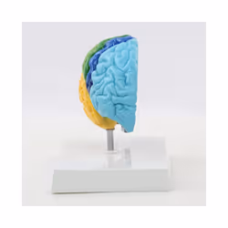 Right Hemisphere of Brain Human Body Model
