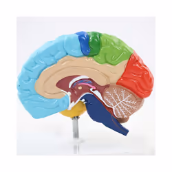 Right Hemisphere of Brain Human Body Model