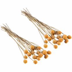 40Pcs Dried Craspedia Flowers Dried Button Balls Flowers