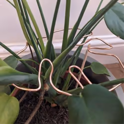 Monstera Shaped Plant Support Reusable Sturdy Holder Plant B