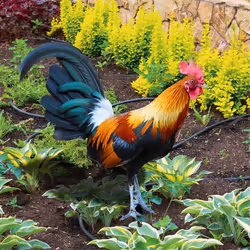 Rooster Lawn Stakes Outdoor Farm Garden Animal Chicken Statues