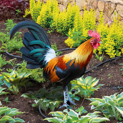 Rooster Lawn Stakes Outdoor Farm Garden Animal Chicken Statues