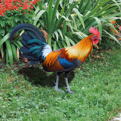 Rooster Lawn Stakes Outdoor Farm Garden Animal Chicken Statues