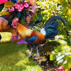 Yard Rooster Sign Rooster Acrylic Outdoor Garden Ground Insert C
