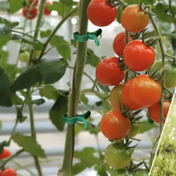 Plant Support Clips, Secured Plastic Plant Clips