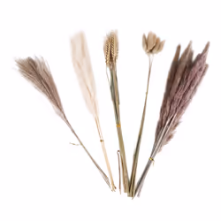 40Pieces 45cm Natural Dried White Bunny Dust Pampas Grass Plant Decor