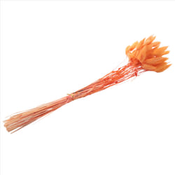 60Pcs Fall Dried Flowers Bunny Flowers for Dried Floral(Orange)