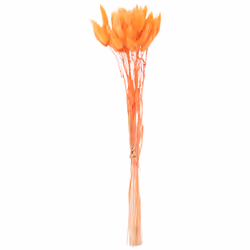 60Pcs Fall Dried Flowers Bunny Flowers for Dried Floral(Orange)