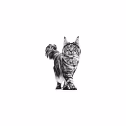 ROYAL CANIN Urinary Mc Cat Food, 1.5 kg