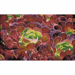 Diamond Dotz Succulents, Children's diamond painting kit, Multicolour