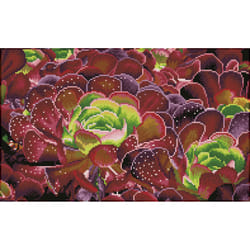 Diamond Dotz Succulents