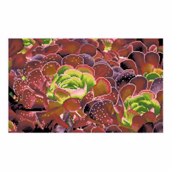 Diamond Dotz Succulents