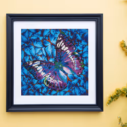Diamond Dotz Flutter By Mauve