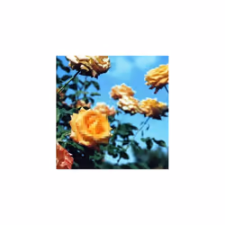 Globe Relation CD