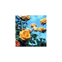 Globe  Relation CD