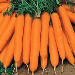 Johnsons Carrot