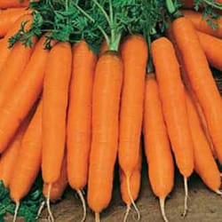 Johnsons Carrot 2000 pc(s)