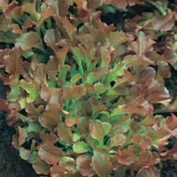 Johnsons Lettuce, Lettuce, 1200 pc(s)