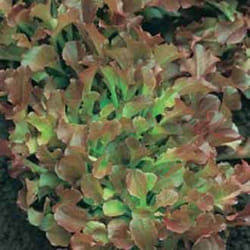 Johnsons Lettuce 1200 pc(s)