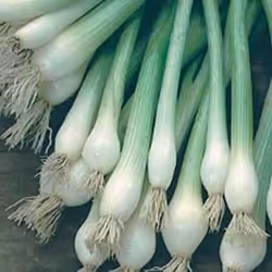 Johnsons Spring Onion