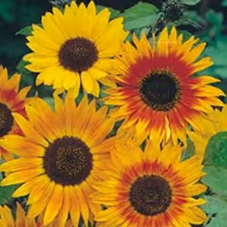 Johnsons Sunflower, Hardy annual, Sunflower, 1800 mm