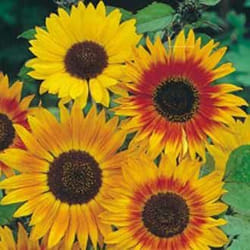 Johnsons Sunflower Hardy annual