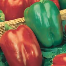 Johnsons Pepper Sweet, Bell pepper, 150 pc(s)
