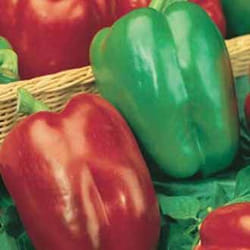 Johnsons Pepper Sweet Bell pepper 150 pc(s)
