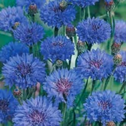 Johnsons Cornflower