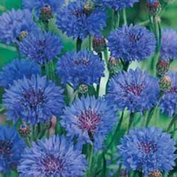 Johnsons Cornflower Hardy annual