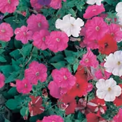 Johnsons Petunia, Half hardy annual, Petunia, 300 mm