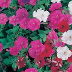 Johnsons Petunia Half hardy annual