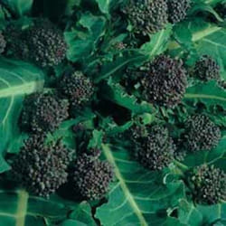Johnsons Broccoli 500 pc(s)