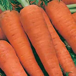 Johnsons Carrot 2000 pc(s)