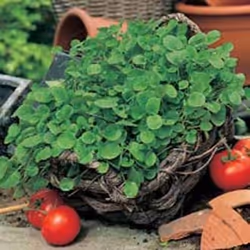 Johnsons Cress, Garden cress, 1000 pc(s)