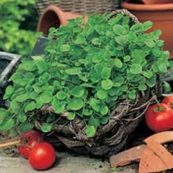 Johnsons Cress Garden cress 1000 pc(s)