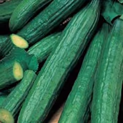 Johnsons Cucumber, Cucumber, 10 pc(s)