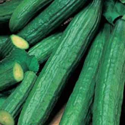 Johnsons Cucumber 10 pc(s)