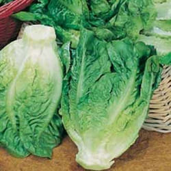 Johnsons Lettuce 1250 pc(s)