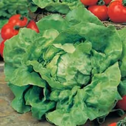 Johnsons Lettuce, Lettuce, 1500 pc(s)