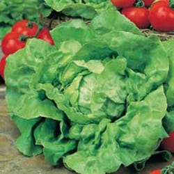 Johnsons Lettuce 1500 pc(s)