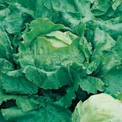Johnsons Lettuce, Lettuce, 1250 pc(s)