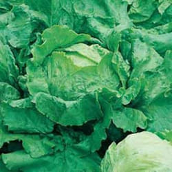 Johnsons Lettuce 1250 pc(s)