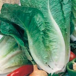 Johnsons Lettuce