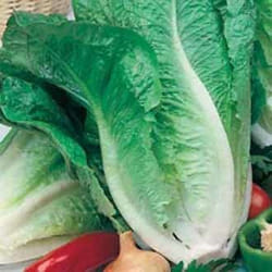 Johnsons Lettuce 1250 pc(s)